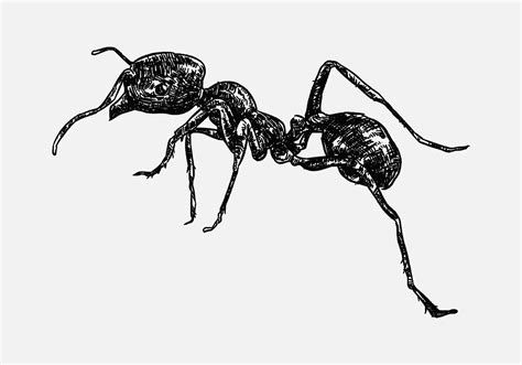 hand drawn illustration of an ant. sketch, realistic drawing, black and ...