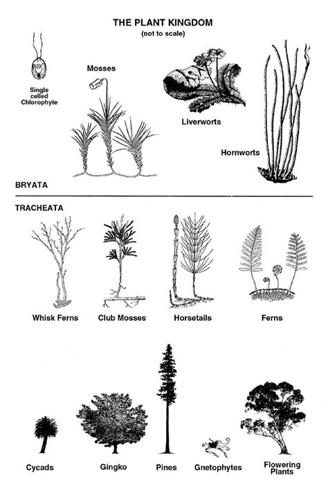 Kingdom of the plants: defying evolution