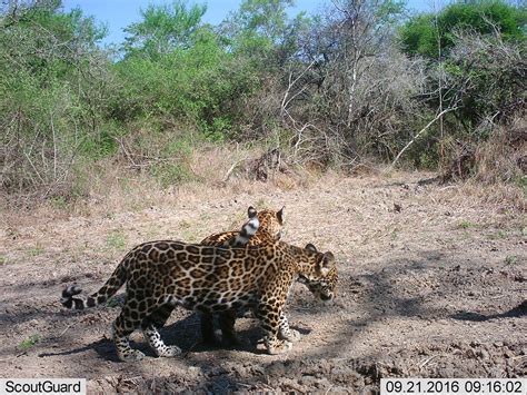 Jaguar-Jaguar attacks on cattle