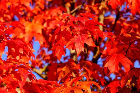 13 Beautiful Species of Maple Trees