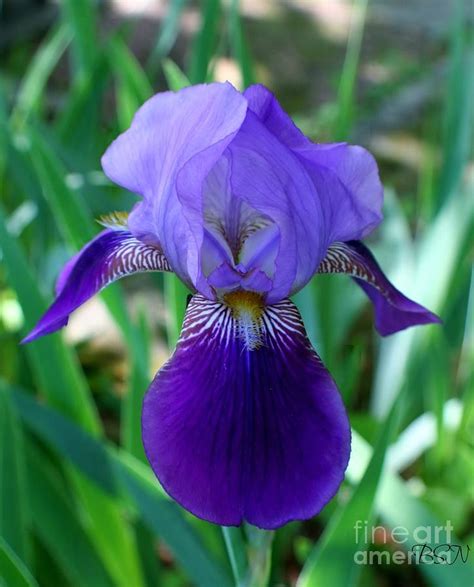 Luck Of The Iris Photograph by Barbara S Nickerson - Fine Art America