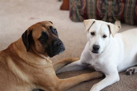 Mastador: What It’s Like to Own a Mastiff Lab Mix | All Things Dogs