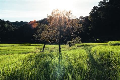 Premium Photo | Rice field ,aerial view of rice fields