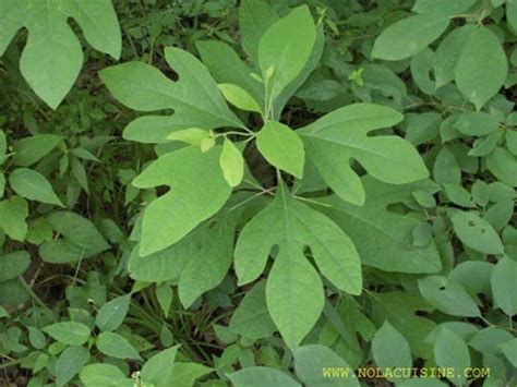 Identifying Trees By Their Leaves: Three Different Leaf Shapes of the Sassafras Tree - HubPages