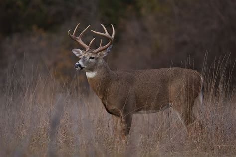 White-Tailed Deer Facts (Odocoileus virginianus)