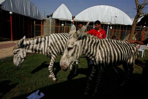 The Gaza Zoo Zebras - All Photos - UPI.com