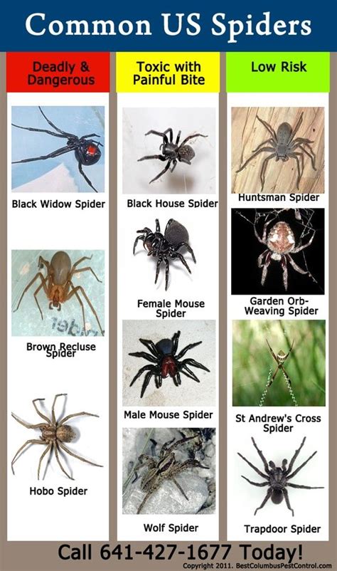 Spider Identification Chart