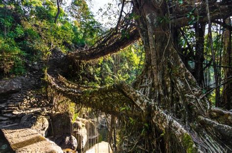 Living Root Bridge Mawlynnong - Wonderful creation of nature