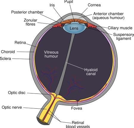 Accommodation Reflex of the Eye | Definition, Purpose & Test - Video ...