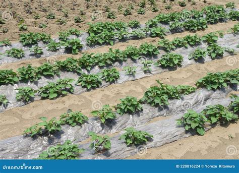 Sweet potato cultivation. stock photo. Image of organic - 220816224