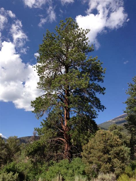 Ponderosa pine (Pinus ponderosa) | Water wise plants, Tree photography ...