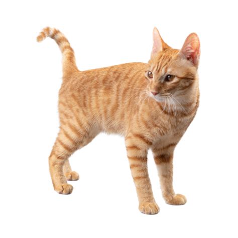 Jengibre Gato Animales Mascota Peludo Naranja PNG , Gato Anaranjado ...