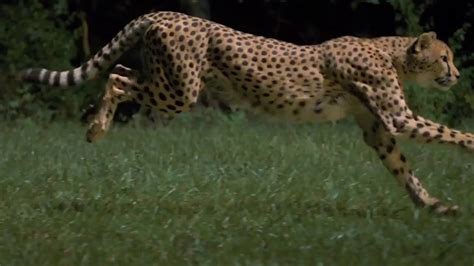 Cheetah sprinting in slow motion - YouTube