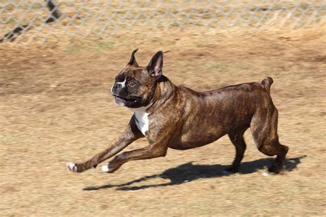 Boxer Mix - A-Z Animals