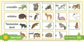 What are Australian animals | Australian Animal Facts | Twinkl Teaching Wiki