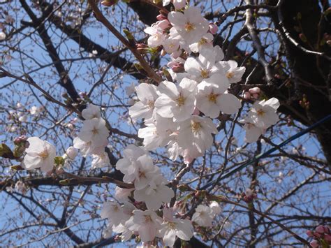 Cerisier du Japon aussi appelé Sakura - Apprendrelejaponais.net