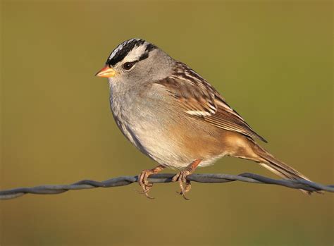 White-crowned Sparrow (Gambel's) - eBird