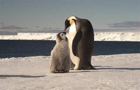 Diez especies emblemáticas, amenazadas por el cambio climático - RTVE.es