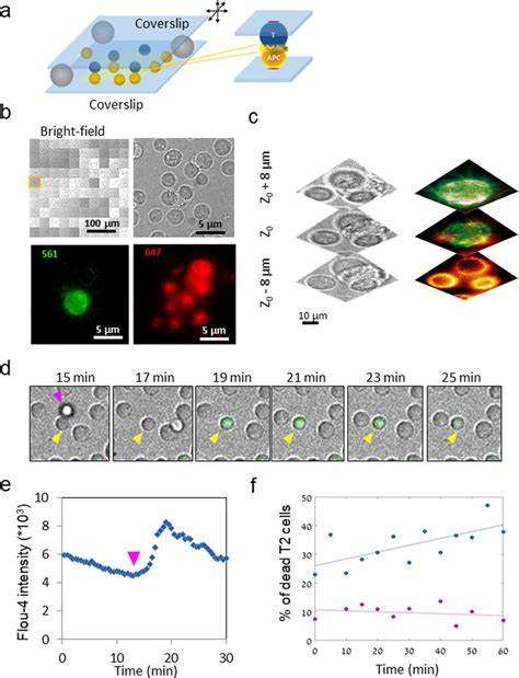 Microscopy of T/APC conjugates on opposing surfaces. a A schematic... | Download Scientific Diagram