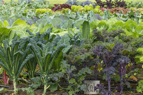 Grow your own kale: The seeds to order, when to plant them, and when ...