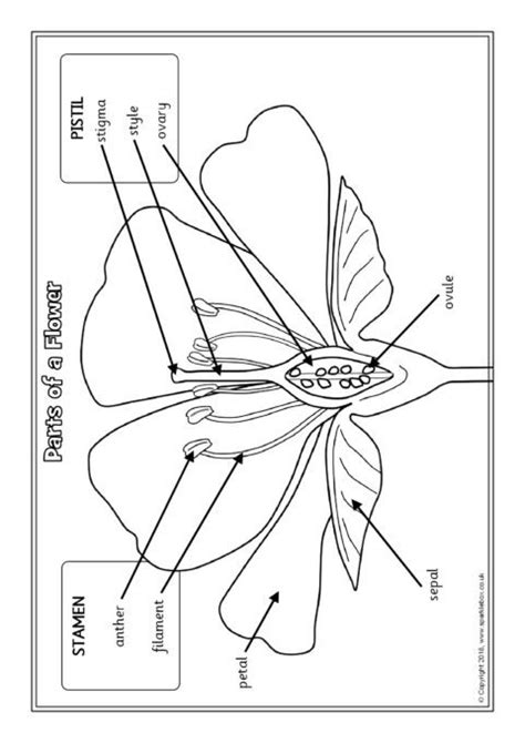 Parts Of A Flower Worksheet - Parts Of A Flower English Esl Worksheets ...