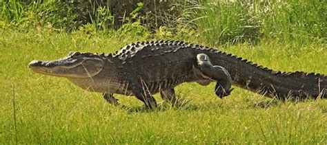 alligator walking - Google Search | Animal facts, Fun facts about animals, Animals