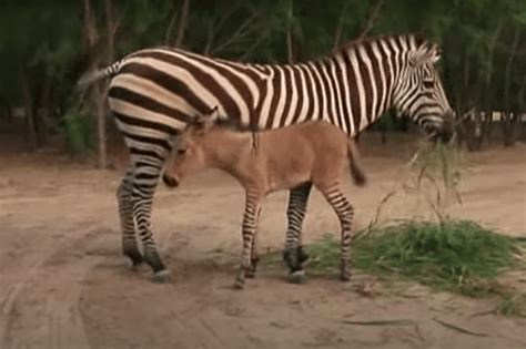 Rare Baby Zonkey Born in Mexico Had Everyone Scratching Their Heads