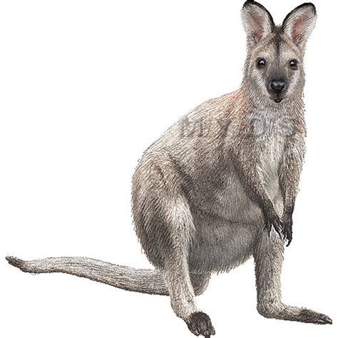 Wallaby clipart 20 free Cliparts | Download images on Clipground 2024