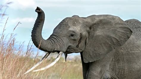 elephant sound effect - sound of elephant crying - YouTube