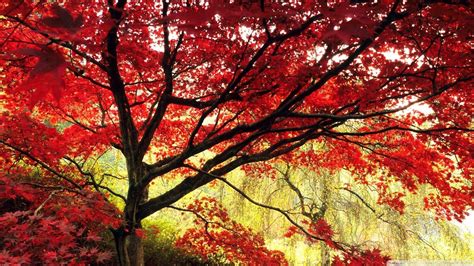 Japanese Maple Wallpapers - Top Free Japanese Maple Backgrounds ...