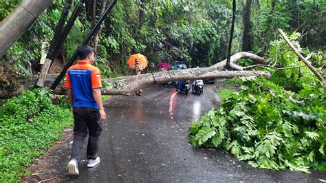 Pohon Tumbang, Jalur Ubud-Tegallalang Sempat Terputus – Kilas Bali