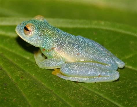 Granular Glass Frog - Amphibian Fact