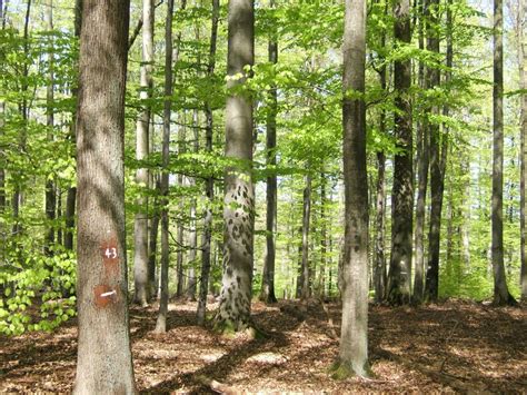 Mixed forests are more economically and ecologically valuable - Earth.com