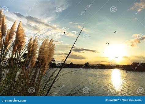 Sea Oats Grass Near the Intracoastal Waterway at Sunset Stock Image - Image of swaying ...