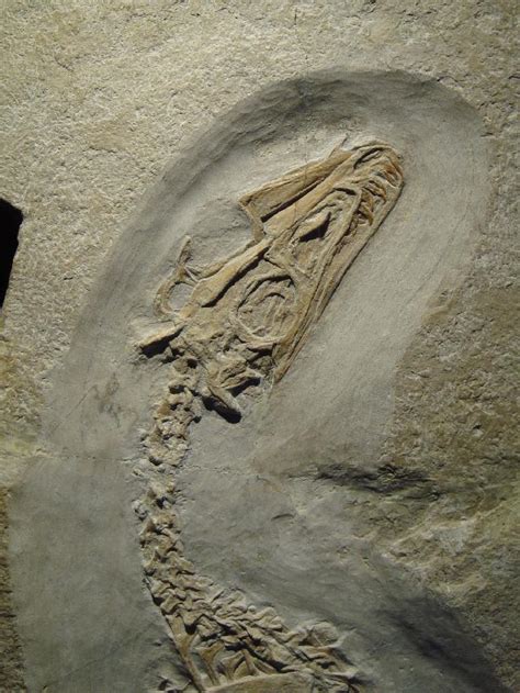 Juravenator starki GOERHLICH & CHIAPPE, 2005 - Die Fossilien von Solnhofen