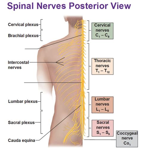 Peripheral Nervous System: Spinal Nerves and Plexuses - Antranik.org