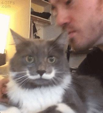 Mustachioed-cat-kiss-slaps