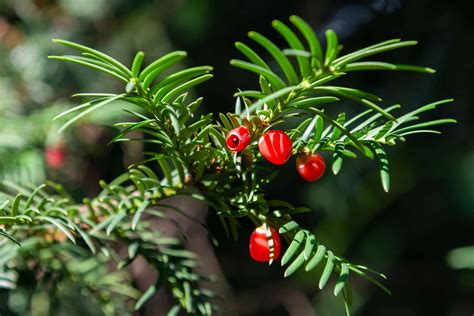 How to Grow and Care for Japanese Yew