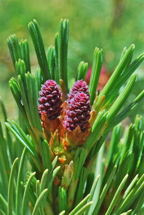 Pinus albicaulis | Threatened Conifers of the World (en-GB)