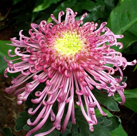 KIKU Chrysanthemum in Lavender | Chrysanthemum, Chrysanthemum flower, Flora flowers