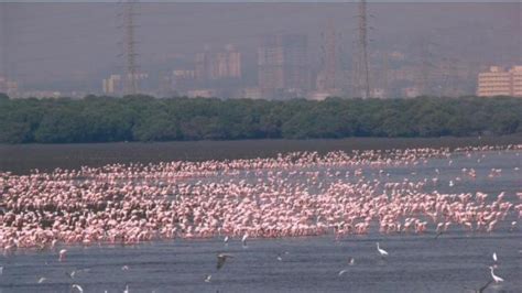 Soon, meet flamingos at a sprawling 1,690 ha sanctuary at Airoli