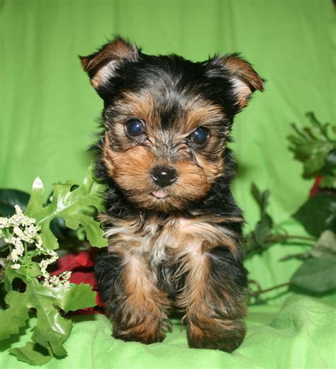 a small black and brown dog sitting on top of a green blanket next to flowers