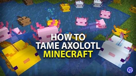 How to Tame & Breed Axolotls in Minecraft 1.17 (Caves & Cliffs Update)