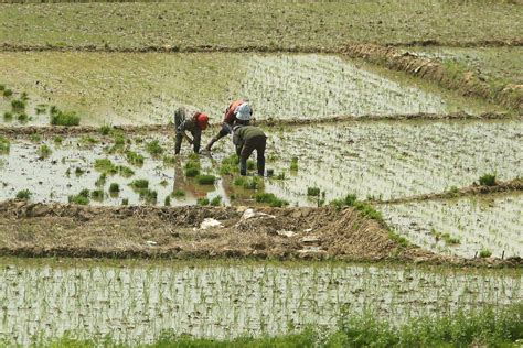 Study details origins of rice cultivation - UPI.com