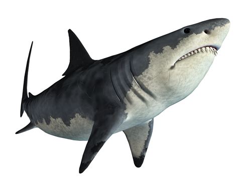 Shark Jaws Tadzio - shark png download - 2500*1875 - Free Transparent Shark png Download. - Clip ...