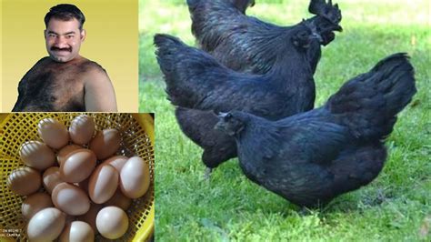 Kadaknath egg Health benefits of eating Kadknath chicken eggs Hemant sakhare - YouTube