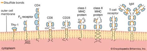 Domain | antibody structure | Britannica.com