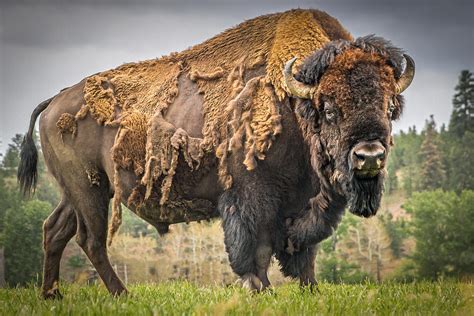 Tatanka - American Bison Photograph by Mark Mesenko - Fine Art America