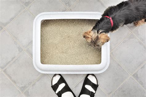 Great Indoor Dog Litter Boxes Options | LoveToKnow