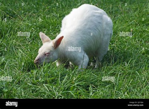 White wallaby- small kangaroo Stock Photo - Alamy